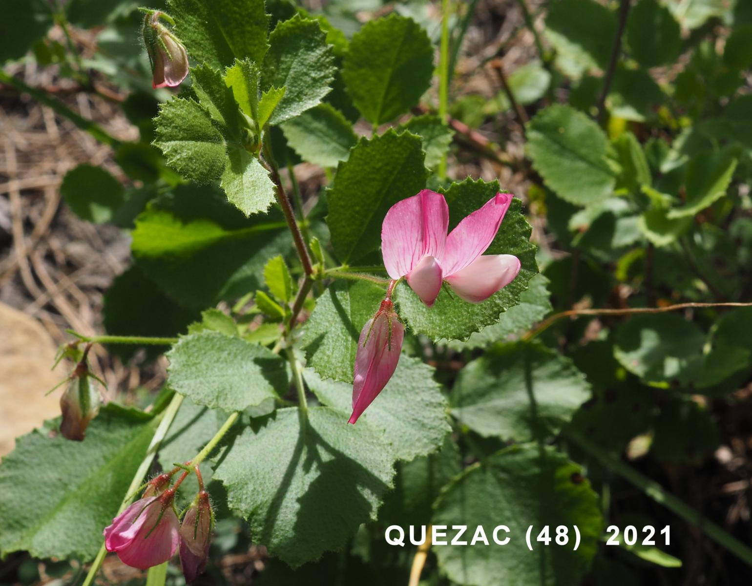 Restharrow, round-leaved